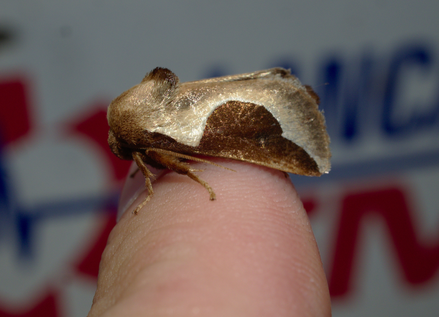Part moth - part boat_20200723.jpg